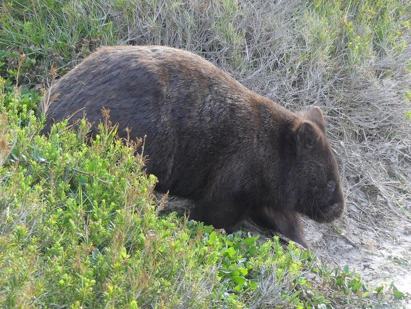 Wombats live a solitary life – if they can avoid cars, drought, angry farmers and social influencers