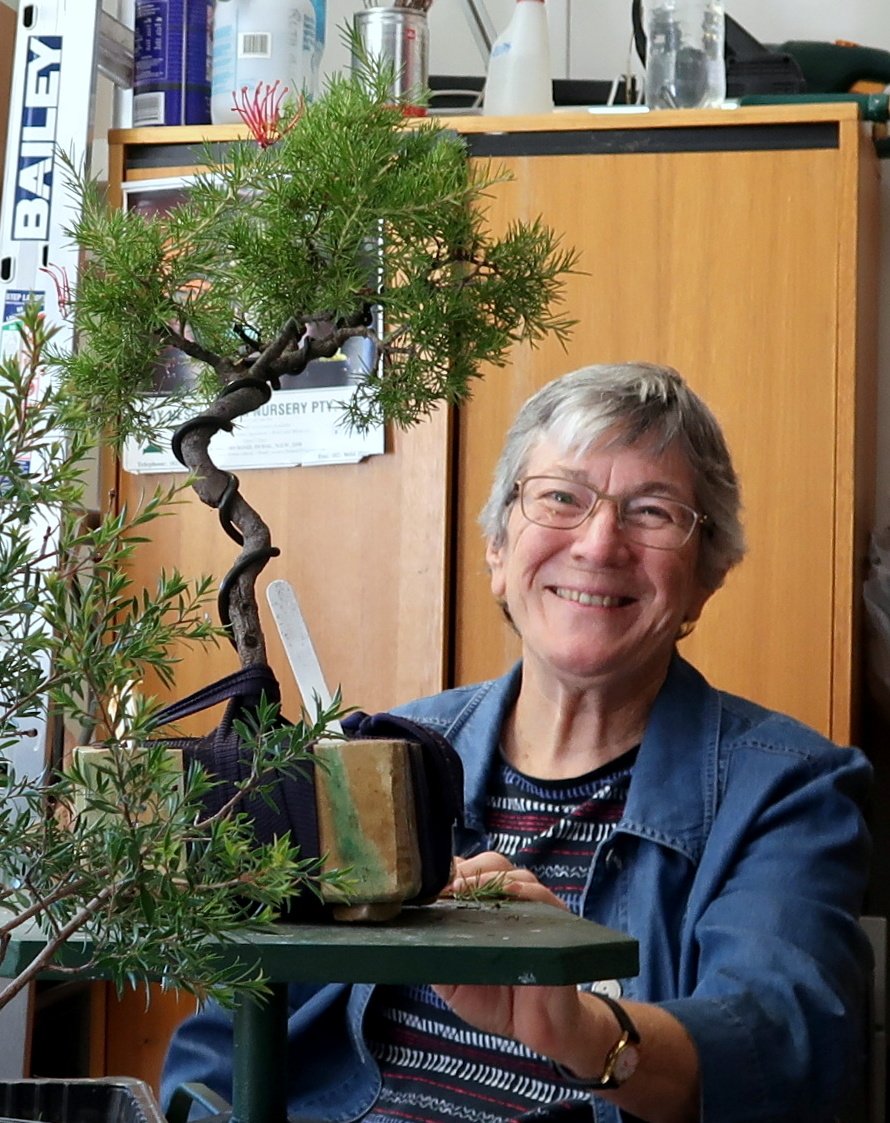 Ancient art of bonsai finds roots in Australia’s bush capital