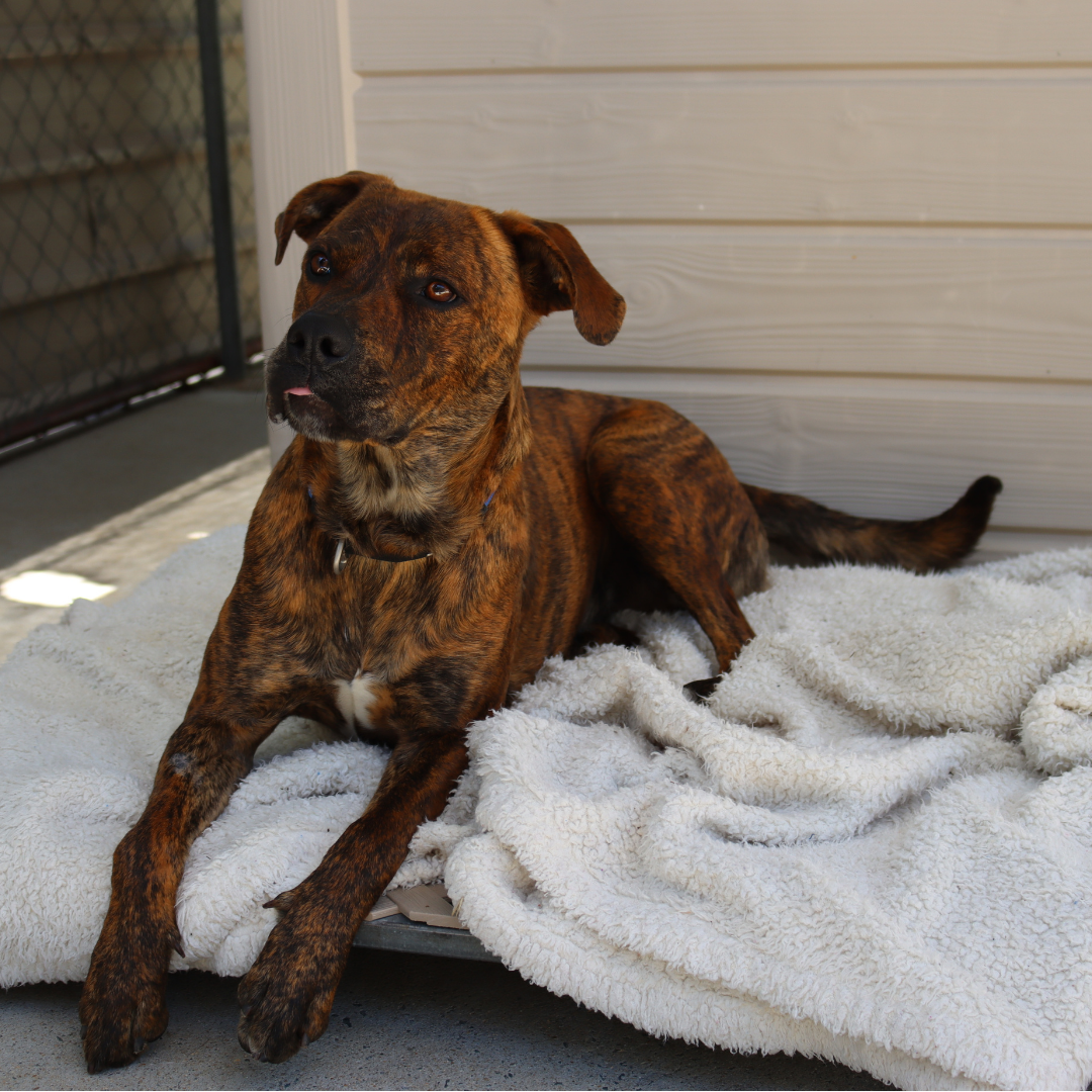 Boss came to the shelter needing help. A year later, he’s still looking for a home