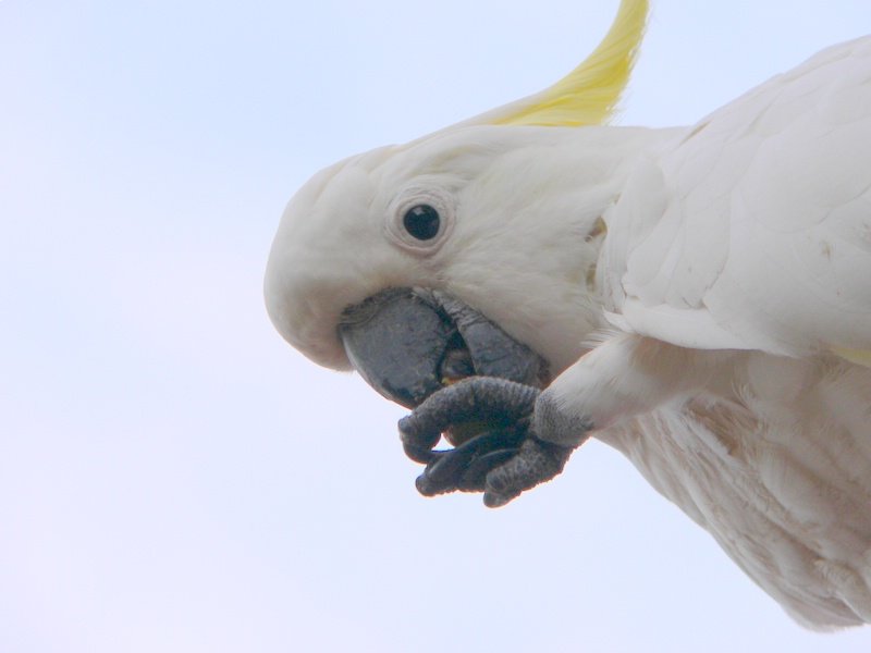 White Cockies, the shrieking larrikins of Aussie bird life