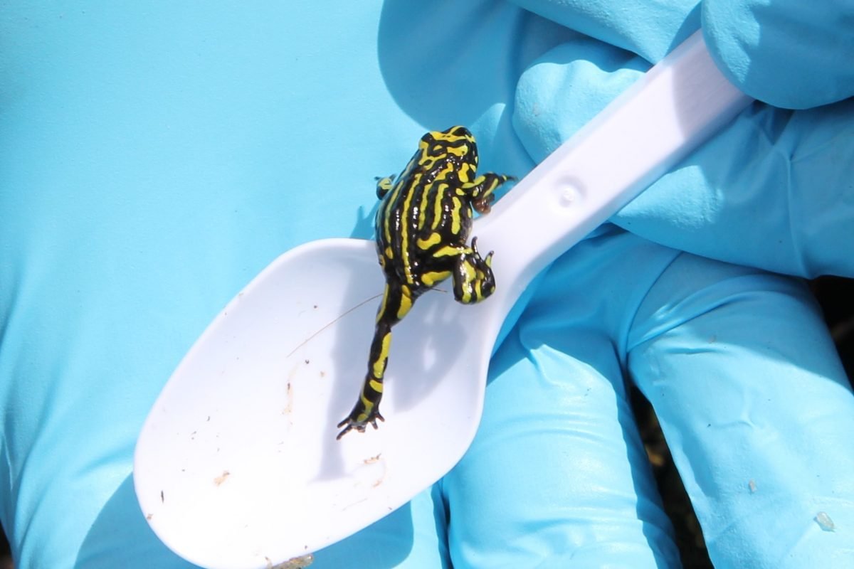 Lifeline for the Corroboree frogs as genome mapped
